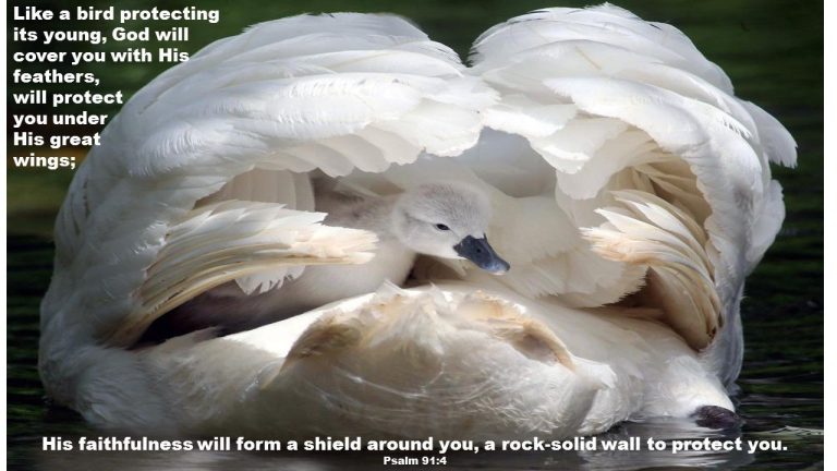 Covered Under the Shadow of the Almighty