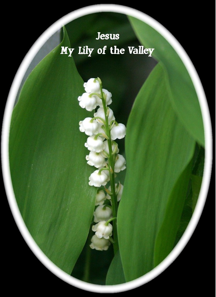 Lily of the Valley