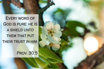 Placing Our Trust in God