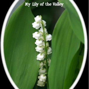 Lily of the Valleys
