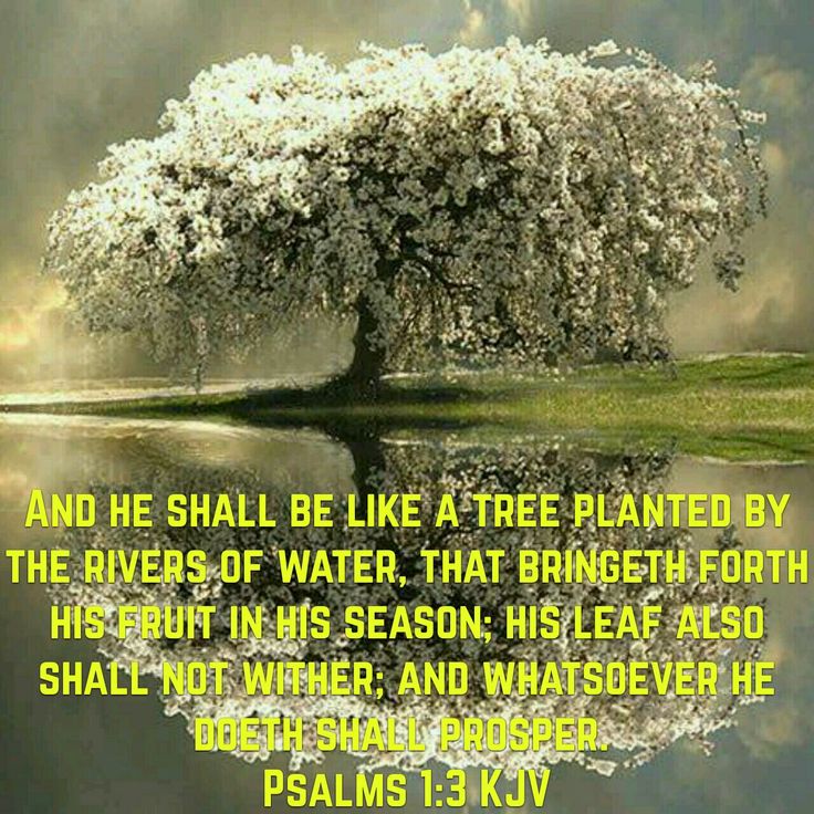 A Well-Nourished Tree