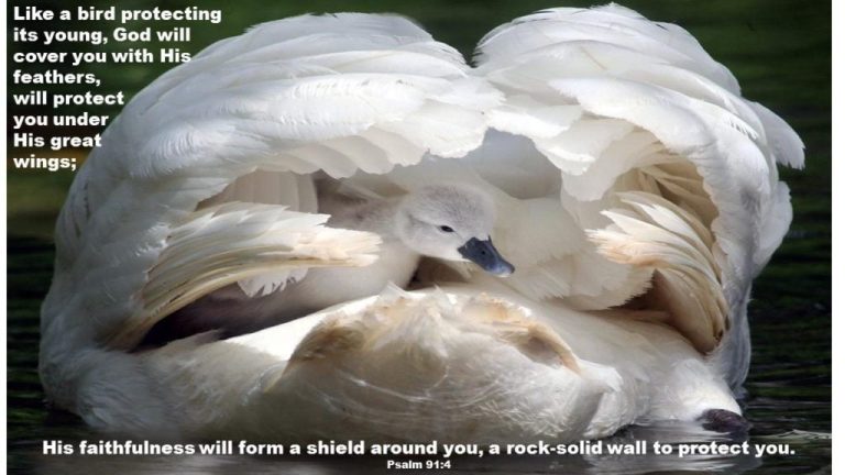 Covered Under the Shadow of the Almighty