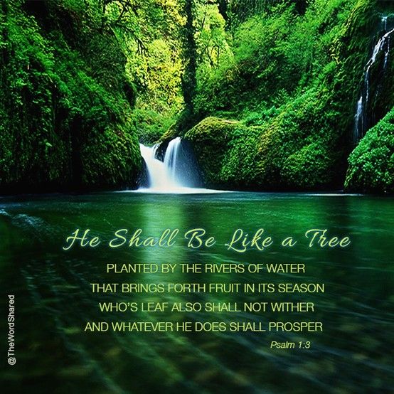 A Well Nourished Tree